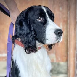 Duke - English Springer Spaniel