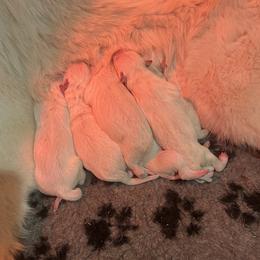 Girl one - White female Berger Blanc Suisse puppy in Bexar County, Texas from Scenic Creek German Shepherds and White Swiss Shepherds