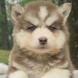 Pia - Red and white female Siberian Husky puppy in Woodlawn, Virginia from Delta Huskies