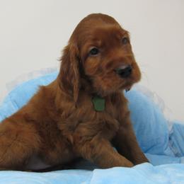 Boy 1 - Mahogany male Irish Setter puppy in Carriere, Mississippi from Lakeside Irish Setters