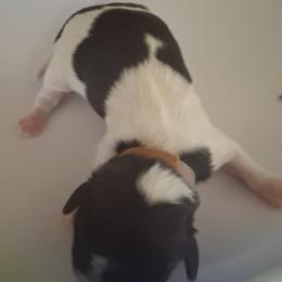 Boy 2 - Gold and white male Shih Tzu puppy in Lake Worth, Florida from Shih Tzu Cottage