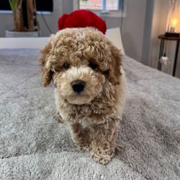 Silver - Apricot Poodle puppy in Queens, New York from The 2 Musketeers_Cockapoos