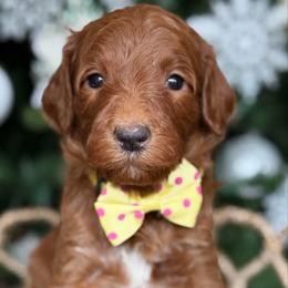 Yvette -Yellow collar female - Red  female Goldendoodle puppy in Yuciapa, California from AlltheDoodlez_
