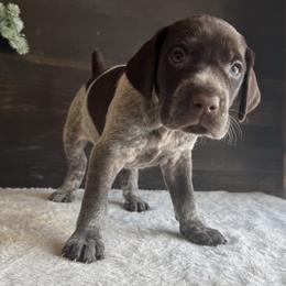 Porter - Liver roan male German Shorthaired Pointer puppy in Ulen, Minnesota from North Wind Gundogs