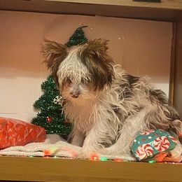 Sir Chase Edward - Parti male Yorkshire Terrier puppy in Elizabethtown, Kentucky from Teeny Tiny Puppy Tails