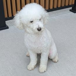 Dolly - White female Poodle puppy in Southfield, Michigan from Standard Hearts