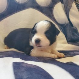 Miniature American Shepherd Puppies from Marquise Miniature American Shepherd