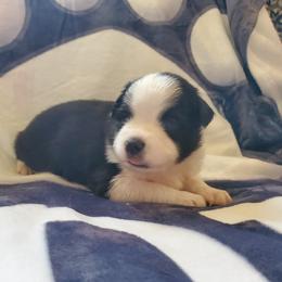 Miniature American Shepherd Puppies from Marquise Miniature American Shepherd