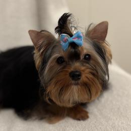 Joshua - Blue and gold male Yorkshire Terrier puppy in Portland, Oregon from Bohemian Beauty Yorkshire Terrier