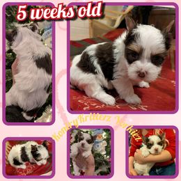 Pumpkin - Chocolate, tan and white female Yorkshire Terrier puppy in Gatesville, Texas from KontryKritterz Yorkies