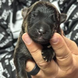 Skye - Black and tan female German Shepherd puppy in Barnhart, Missouri from Combat Creek German Shepherds