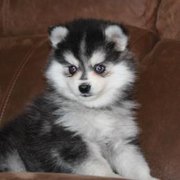 Zane READY NOW - Black and white male Pomsky puppy in Apple Creek, Ohio from Kathryn Troyer