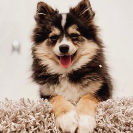 German Shepherds and Pomskies from K9Phenom