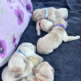 Airhead - Golden female Golden Retriever puppy in Lakeside, Arizona from Tall Pines Goldens