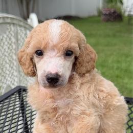 Spark - Parti male Poodle puppy in Florence County, South Carolina from Modern Family Standards