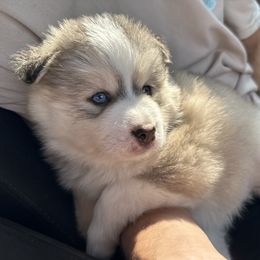 Pomsky Puppies from Lake in the hills Pomskies