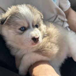 Pomsky Puppies from Lake in the hills Pomskies