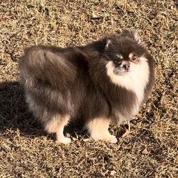 Ember - Pomeranian