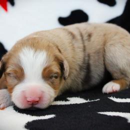 Grace - Red merle female Miniature Australian Shepherd puppy in Menomonee Falls, Wisconsin from Hunt N Oaks