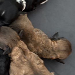Nutmeg - Black and tan male Companion Cross puppy in Albany, New York from CocoPuff Breeders
