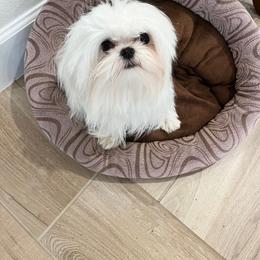 Maltese Puppies from Made to Love Maltese LLC