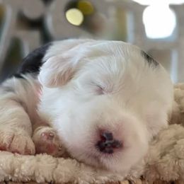 Old English Sheepdogs and Sheepadoodles from Sheepdogs of Summer Ridge