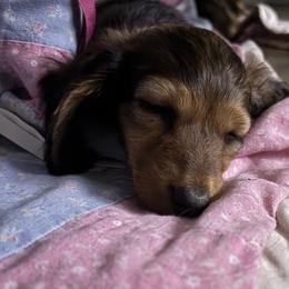Girl 1 - Cream female Dachshund puppy in Alabaster, Alabama from Doxies of Olympus