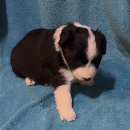 Girl 3 - Black and white female Border Collie puppy in Farmersville, Texas from Omegamtn Border Collies