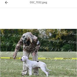 Midnight Hammer - White and brindle male American Bulldog puppy in Christiansburg, Virginia from Iron Will American Bulldogs