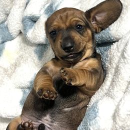 Dachshund Puppies from Dachshund world