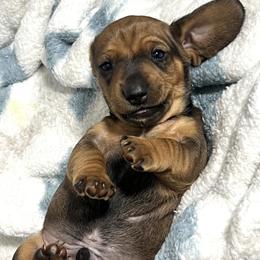 Dachshund Puppies from Dachshund world