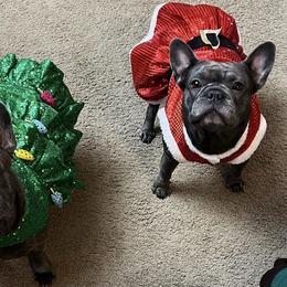 Dachshunds and French Bulldogs from Bad to the Bone French Bullies