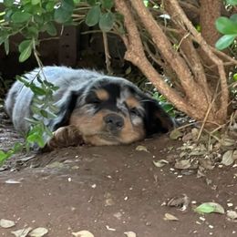 Dachshund Puppies from Strom Ranch