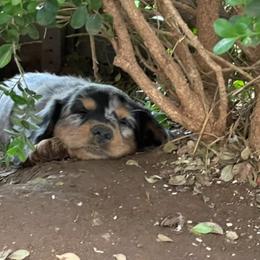 Dachshund Puppies from Strom Ranch