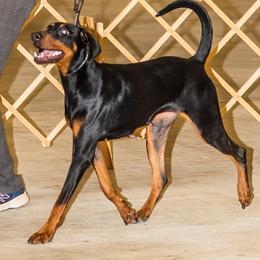 Lillith - Doberman Pinscher