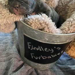 Boston Terrier and French Bulldog Puppies from Findley’s Furbabies