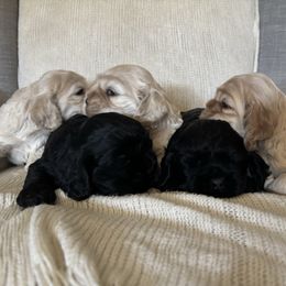 Cocker Spaniel puppies from All American Cocker Spaniels