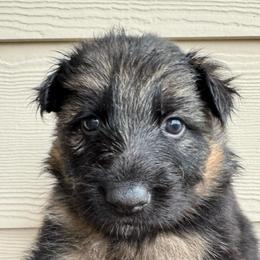 Winter - Black and red female German Shepherd puppy in Graham, Washington from Wildeflecken Shepherds
