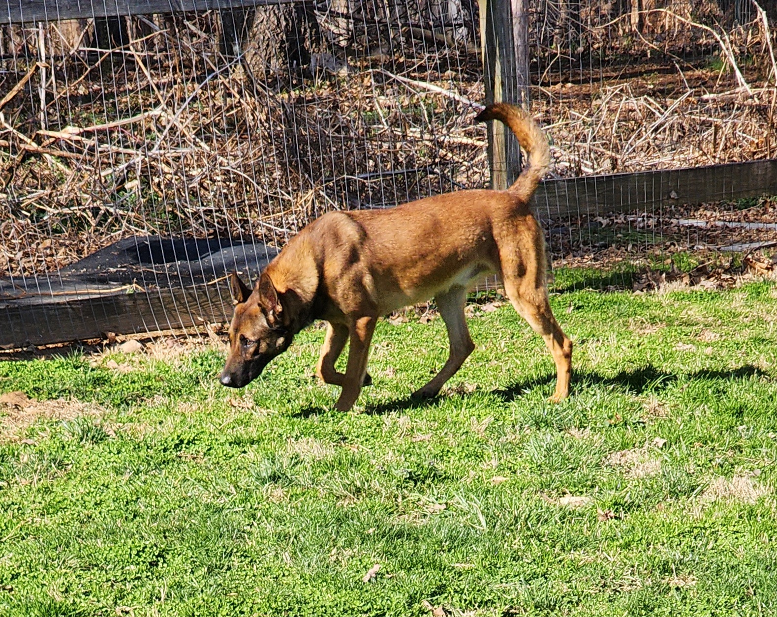 Simba - Belgian Malinois