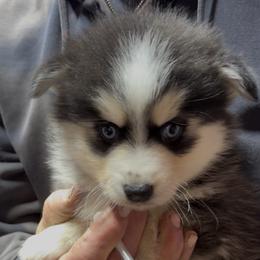 Aurora - Black and white female Pomsky puppy in Spring Hill, Florida from PDQ Pomskies