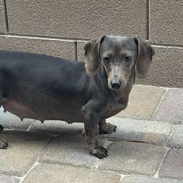 Grace - Dachshund