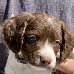 Brittany Puppies from Hellfinger Bird Dogs