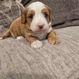 Cherry - Red female Cavapoo puppy in Fordland, Missouri from K&K's Puppy Kingdom