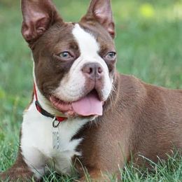 Boston Terriers from Eastview Boston Terriers