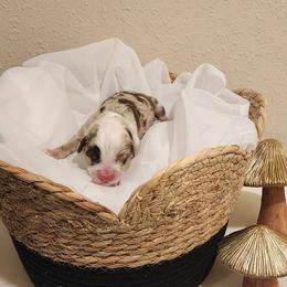 Miniature American Shepherd and Toy Australian Shepherd Puppies from Riverstone Aussies