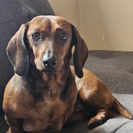 Dachshunds from Opal's Gemstone Doxies