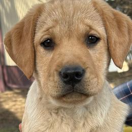 Labrador Retriever Puppies from Theresa Rhodes