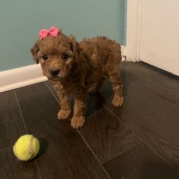 Poodle Puppies from Polina Walker's Poodles