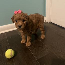 Poodle Puppies from Polina Walker's Poodles