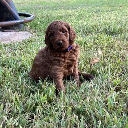 Boykin Spaniel and Goldendoodle Puppies from Double Shot Boykins